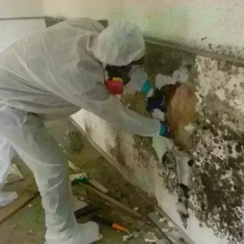 Mold Remediation and Removal in Van Buren County, AR